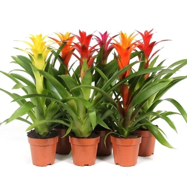Guzmania mix sunnies 1 Guzmania mix sunnies