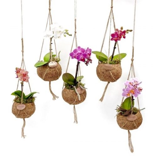 Kokodama phalaenopsis mix kds12orch1t