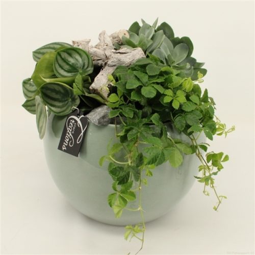 Grcr-2024 green creations	-	2	-	Adet