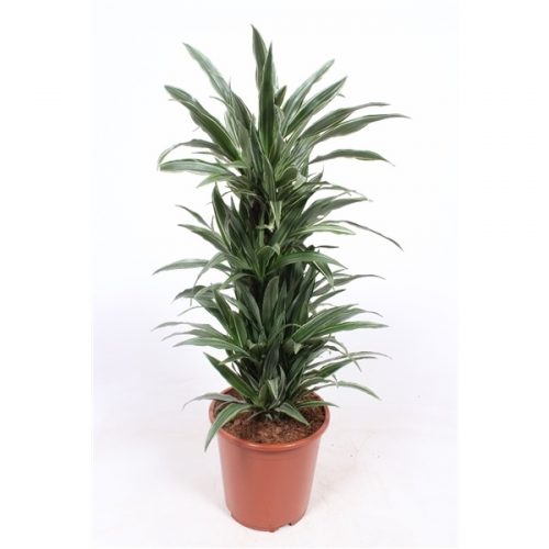 Dracaena fragr. der. warneckei
