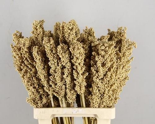 Df Corn Indian Natural B/10pcs - Decoratiemateriaal (h%)