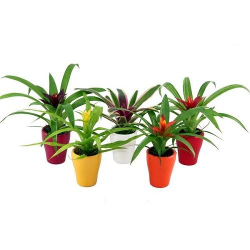 Guzmania mix
