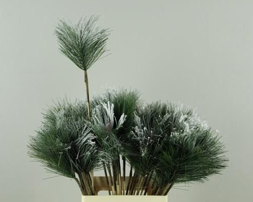 Stick pinus+snow - Stick pinus+snow