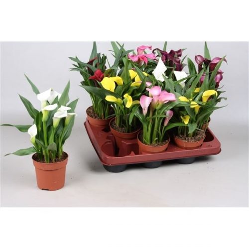 Zantedeschia mix