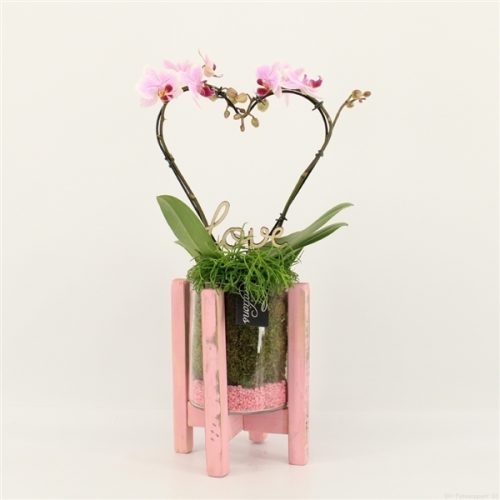 Phalrm-2004rz romantic phalaenopsis	-	6	-	Adet