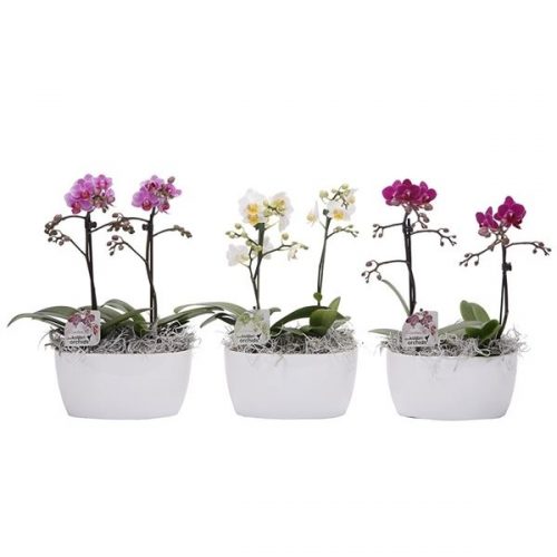 Phalaenopsis multiflora kolibri mix 12390