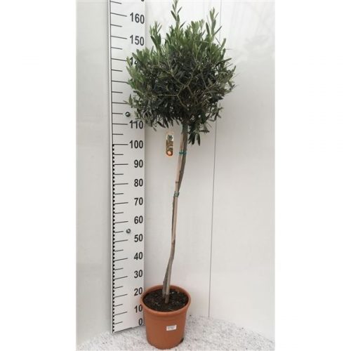 Olea Europaea