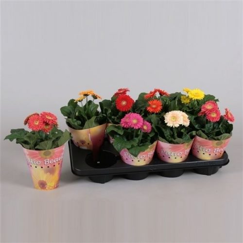 Gerbera mix patio beauty