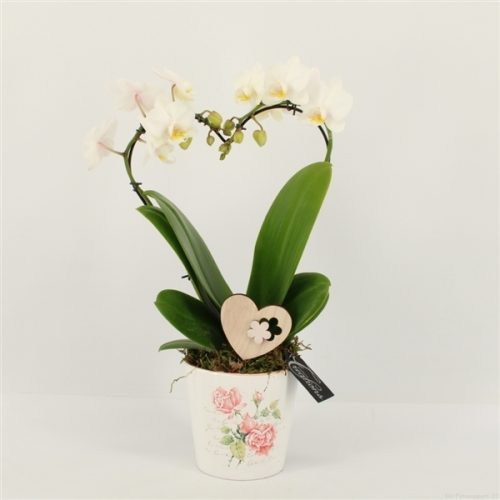 Phalrm-2002w romantic phalaenopsis	-	6	-	Adet
