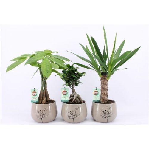 Kamerplanten jungle mix