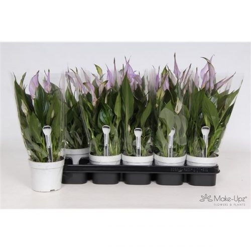 Spathiphyllum bellini