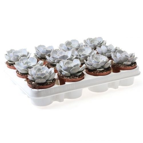 Echeveria lilacina ec8049