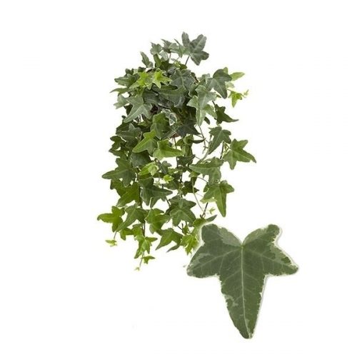Hedera helix mona lisa