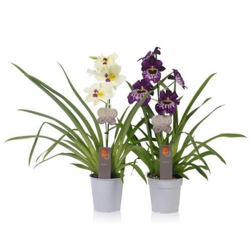 Miltonia mix inca