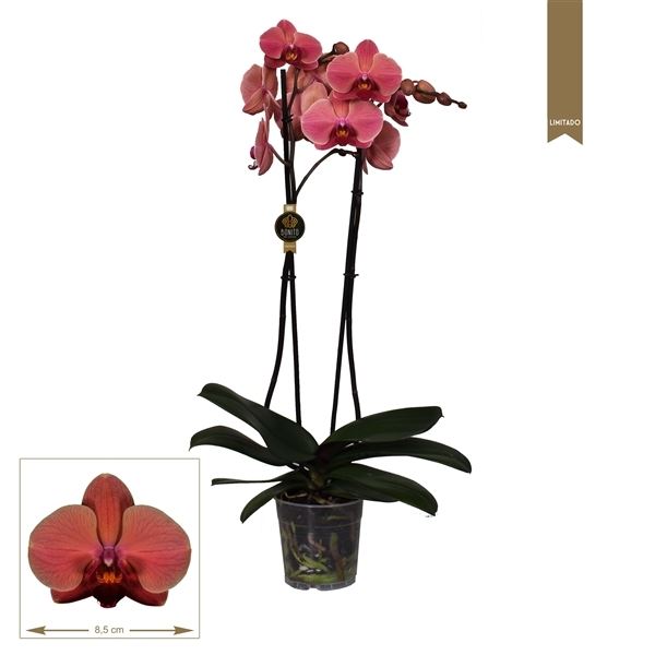 Phalaenopsis narbonne 1 Phalaenopsis narbonne