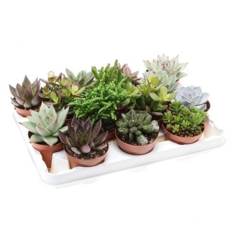 Succulenten mix su8003