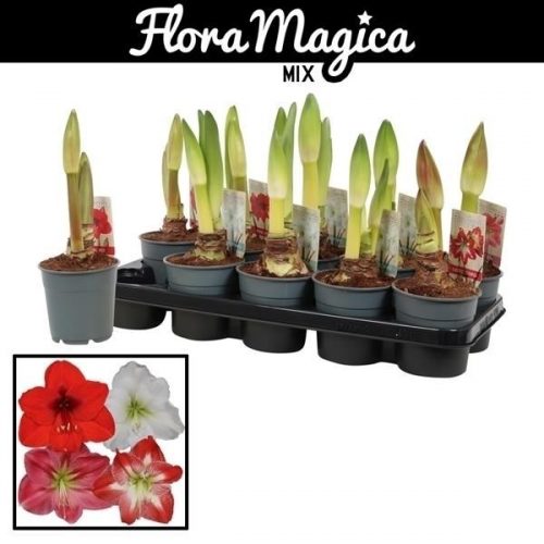 Hippeastrum mix standaard