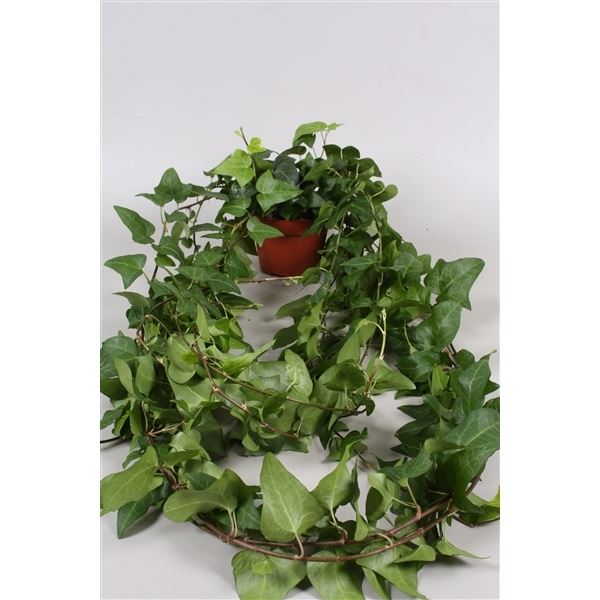 Hedera mein herz 1 Hedera mein herz