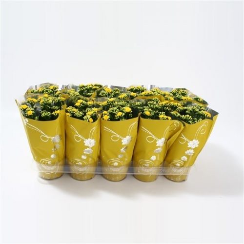 Kalanchoe calandiva geel premium