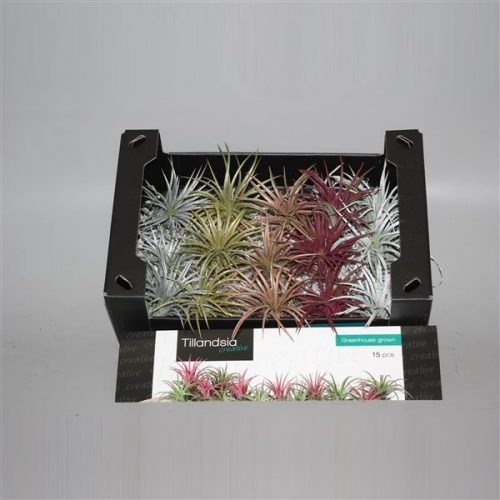 Tillandsia ionantha creative kerst mix