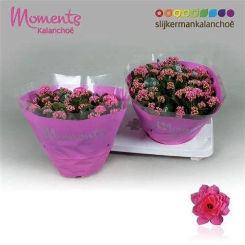 Kalanchoe calandiva roze