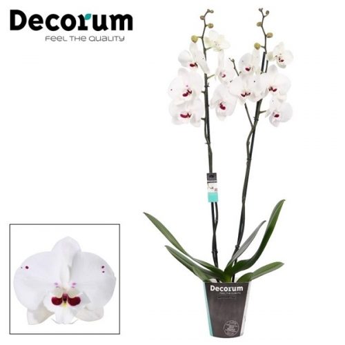 Phalaenopsis reyoung prince