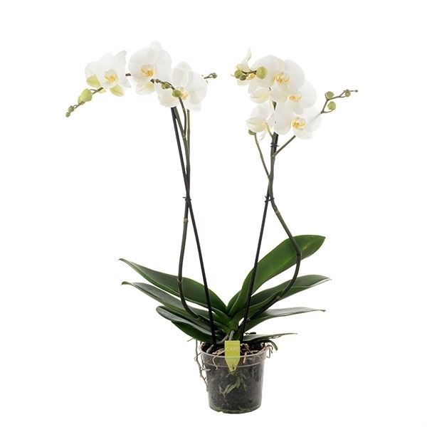 Phalaenopsis wit 4star quality 1 Phalaenopsis wit 4star quality