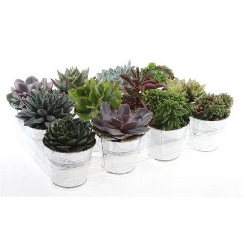 Succulenten mix in zinkpot po8009