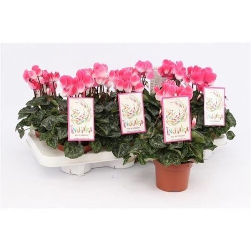 Cyclamen midi indiaka salmon
