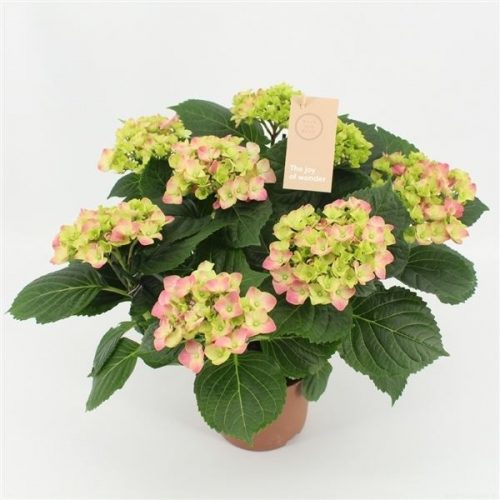 Hydrangea macr. early rosa
