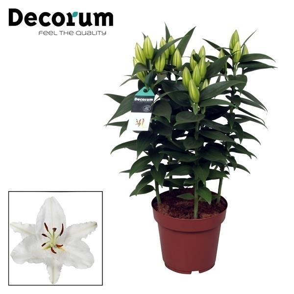 Lilium oriental wit oxygen 1 Lilium oriental wit oxygen