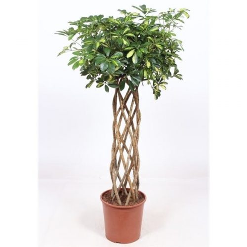 Schefflera arboricola gold capella