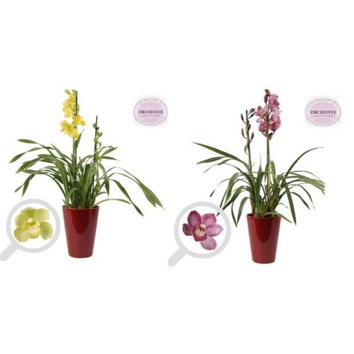 Cymbidium mix mixkerro2t