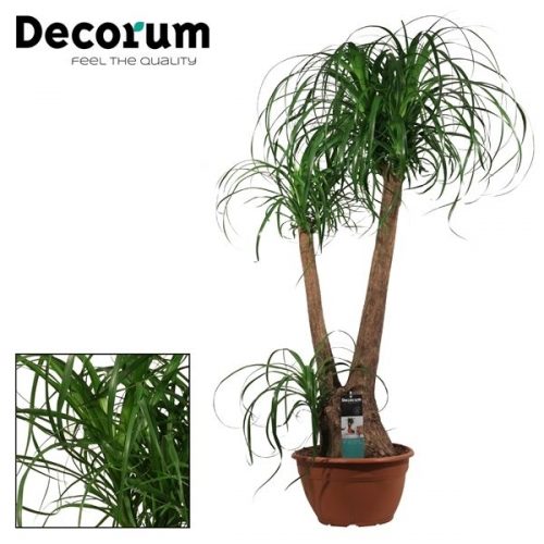 Beaucarnea recurvata 2 arm