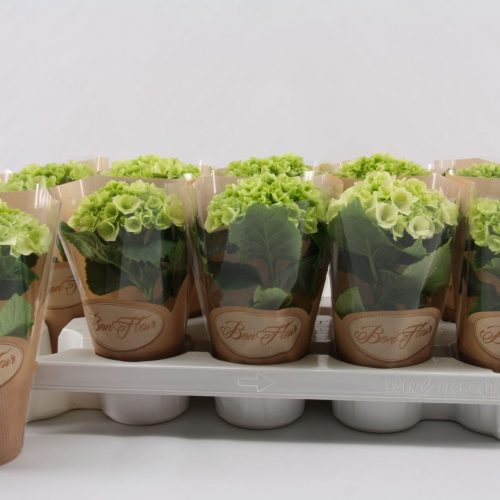 Hydrangea macr. schneeball