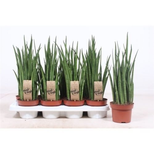 Sansevieria bacularis