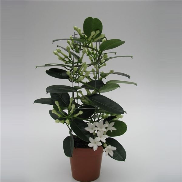 Stephanotis floribunda luxe cylinder