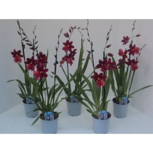 Burrageara nelly isler