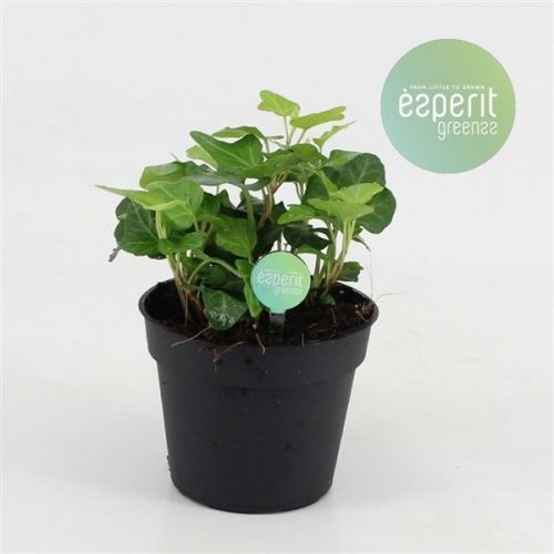 Hedera helix wonder