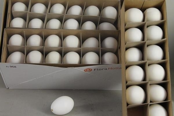 Egg Duck Natural Box(12pcs) - Decoratiemateriaal (h%) 1 Egg Duck Natural Box(12pcs) - Decoratiemateriaal (h%)