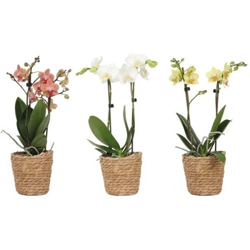 Phalaenopsis multiflora kolibri mix 12560