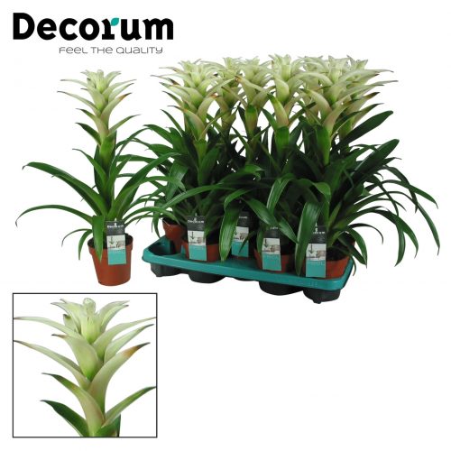 Guzmania mara wit		-	9	-	Adet