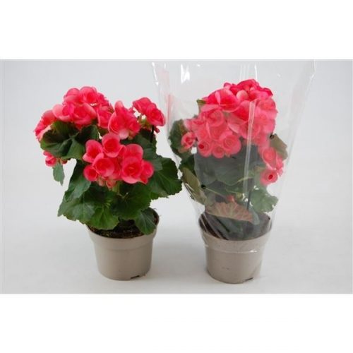 Begonia elatior hl. netja