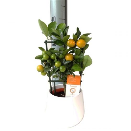 Citrus calamondin