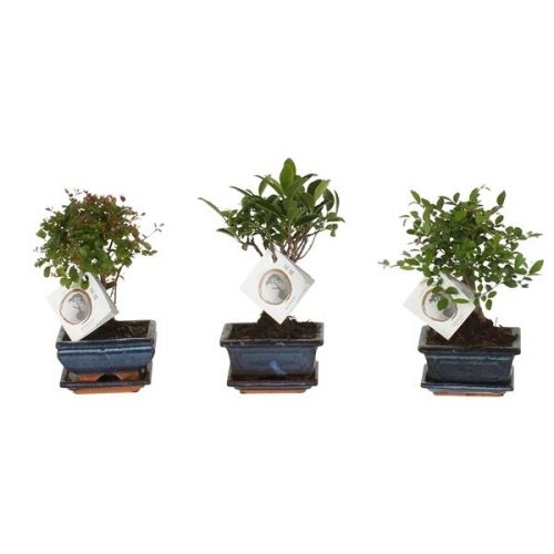 Bonsai mix 12cm in ceramic w/ saucer