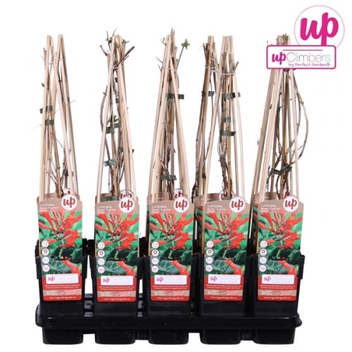 Lonicera brownii dropmore scarlet