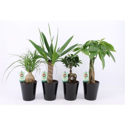 Kamerplanten mix tropics groen