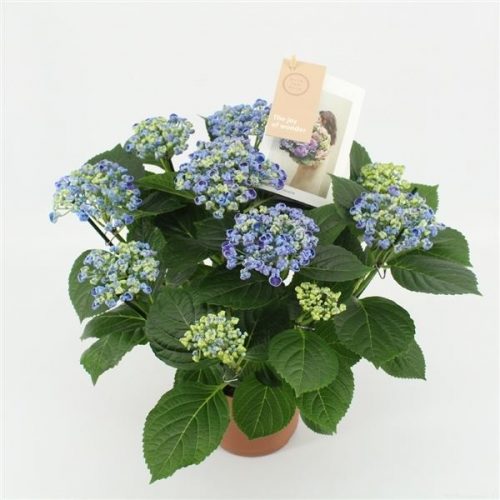 Hydrangea macr. curly wurly blue