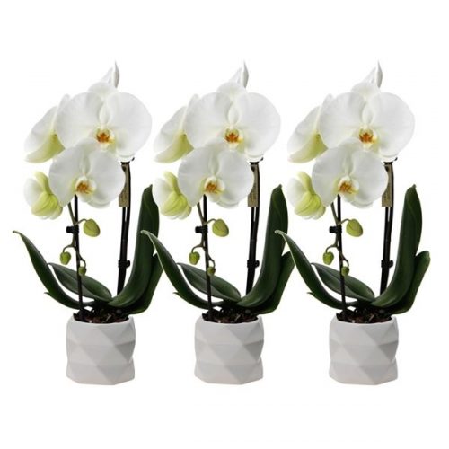 Phalaenopsis multiflora kolibri big sensation wit