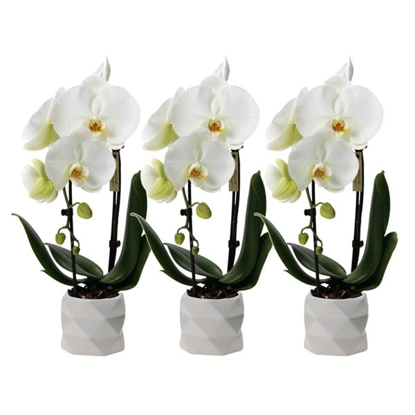 Phalaenopsis multiflora kolibri big sensation wit